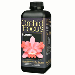 Orchid Focus Bloom